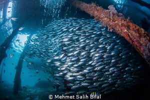Silverside shoal. Nikon D7200, Tokina 10-17 at  10 mm. by Mehmet Salih Bilal 